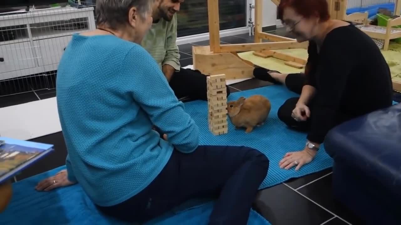 Adorable bunny playing jenga better than me.