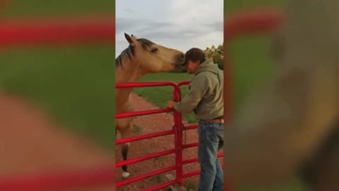 Different feelings between horses, humans and their own kind