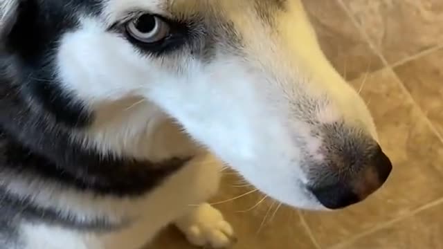 Guilty Husky Tries To Blame Other Dog!