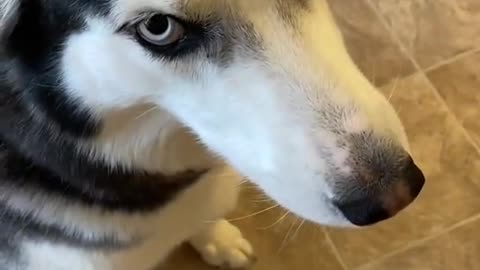 Guilty Husky Tries To Blame Other Dog!