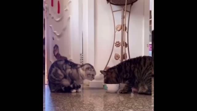 Cat lovers | Cat Funny Videos 2022