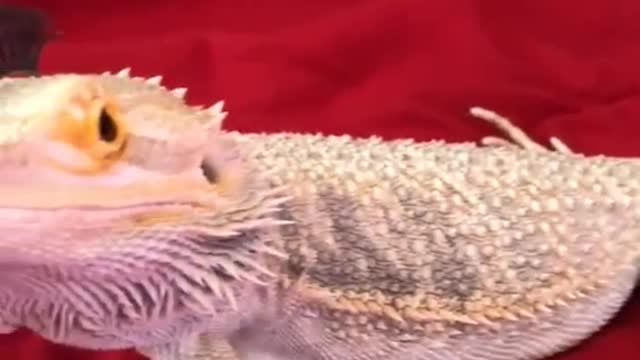 Lizard and eyelashes