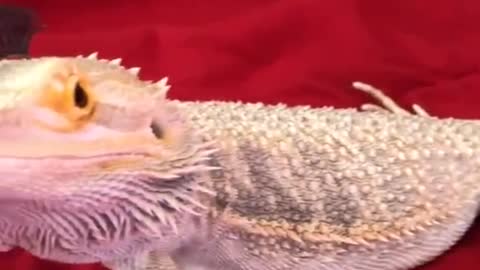 Lizard and eyelashes