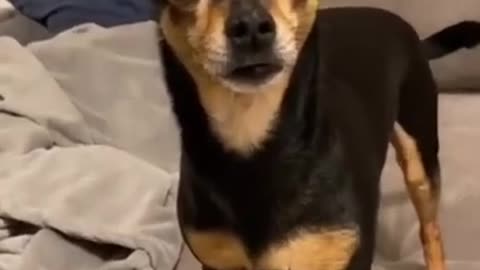 Funny dog reaction!