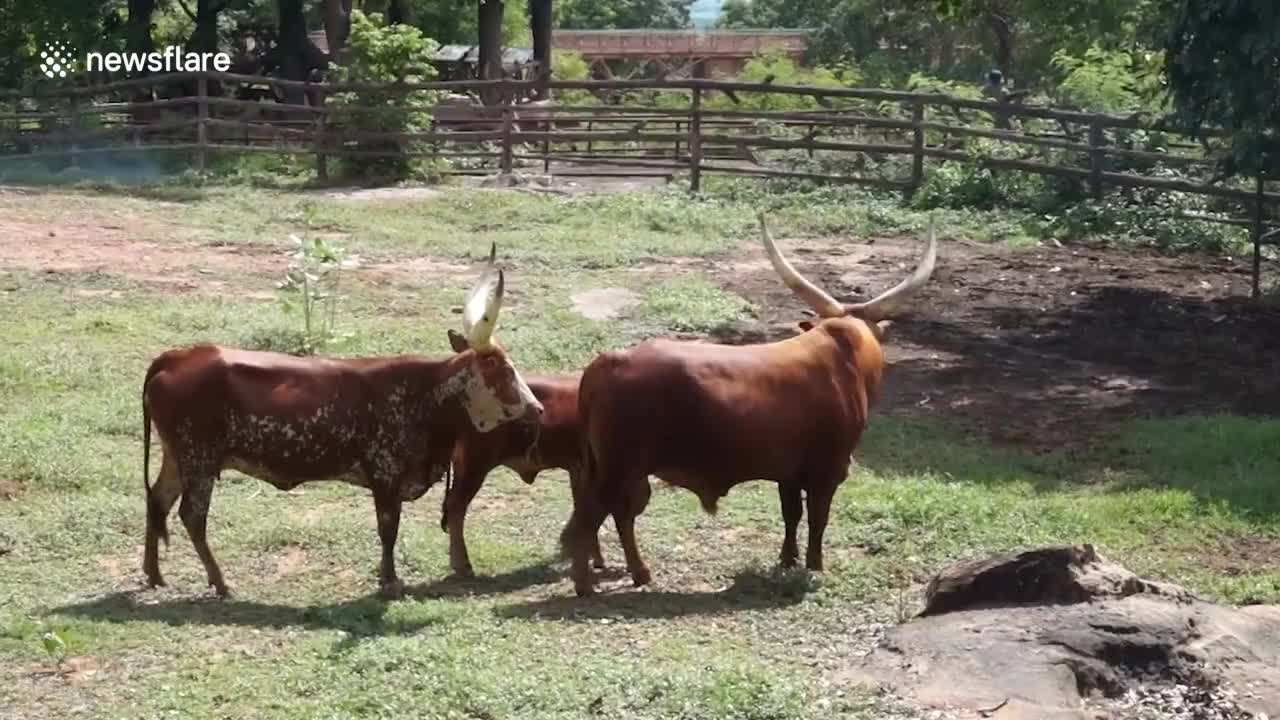 Thai zoo fumigated after outbreak of ‘lumpy skin disease’ among animals