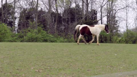 Tracking horse walking in field