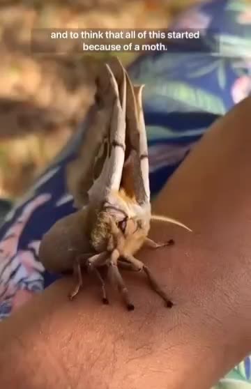 The Giant Moth - Lovely Transformations - Such Beautiful Creatures - Lovely