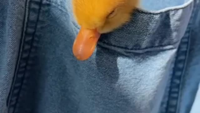 beautiful duck