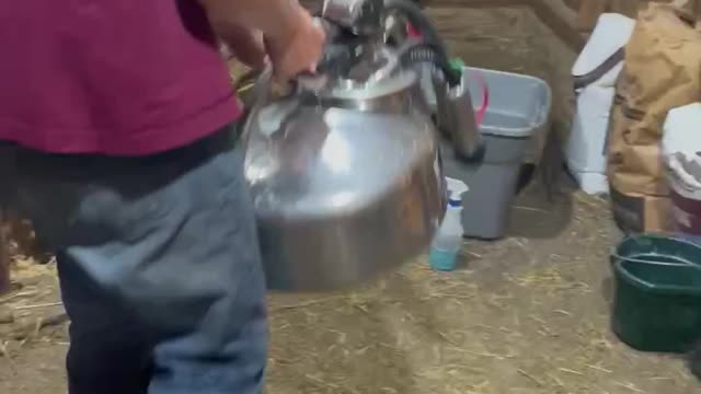 How to milk a cow part 5 of 7