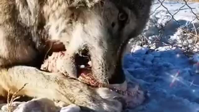 A hungry wild wolf..