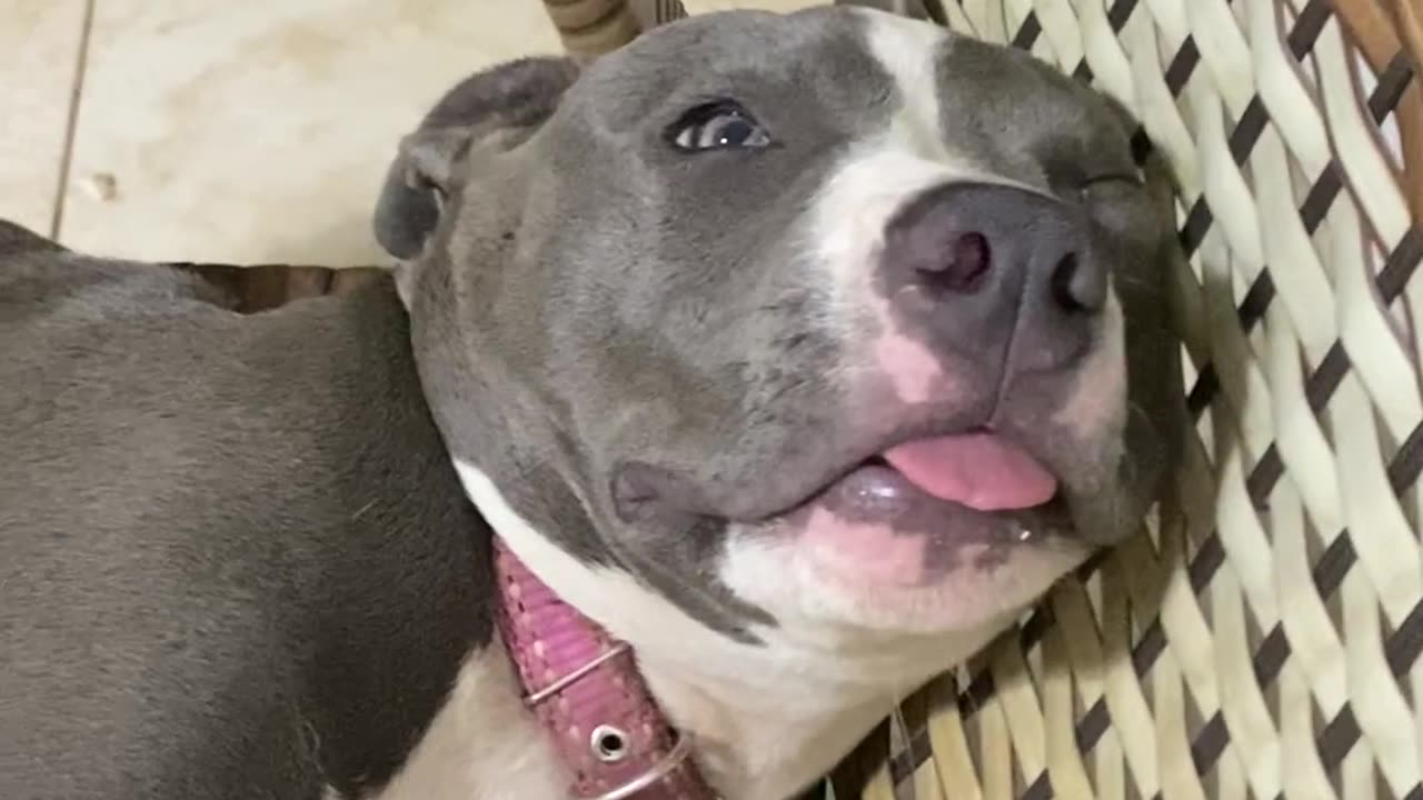 Precious Pitbull Sleeps Soundly on Chair