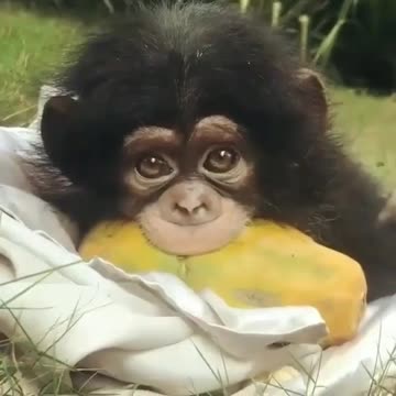 macaquinho lindo de mais natureza