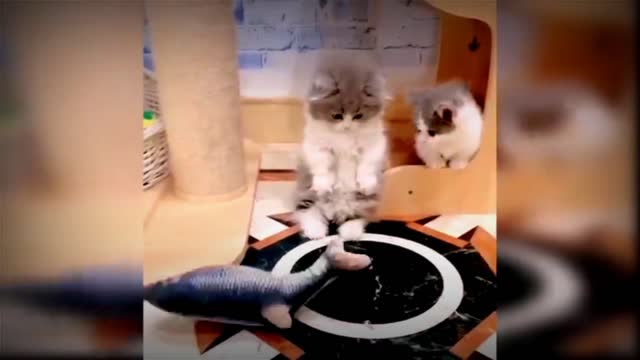 Baby cat and funny cats video #MFGfun