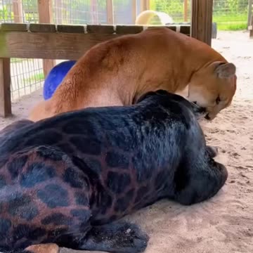 Jaguar and Puma Best Friends!