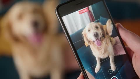 British redhead man sitting on sofa taking picture of dog retriever