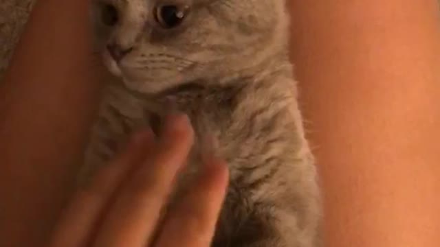 Cat on lady's leg has belly scratched