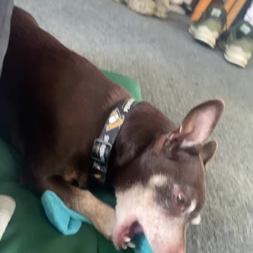 Chill time with da Chester