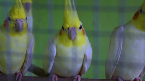 couple of cockatoo