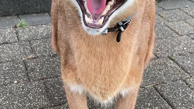 A cat but you can't get close to it