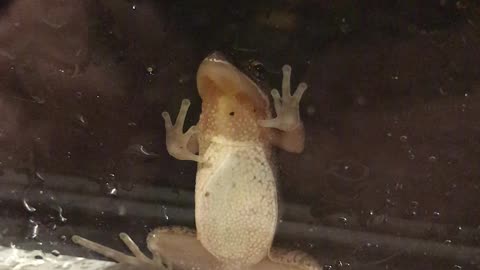 Cute little frog