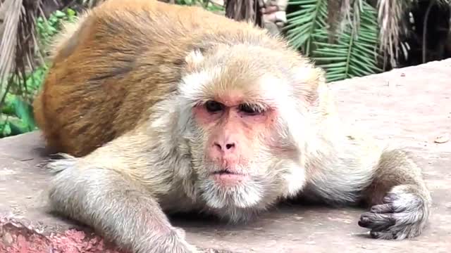 Jungle monkey