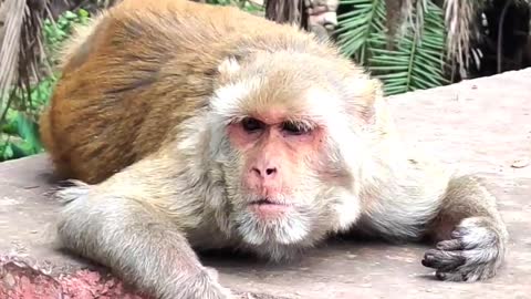 Jungle monkey