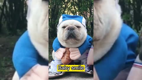 Cute puppy, baby smile. Daily life with dogs