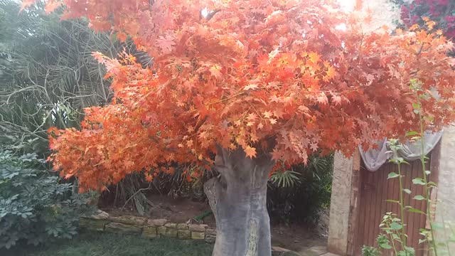 The leaves of this tree are turning yellow