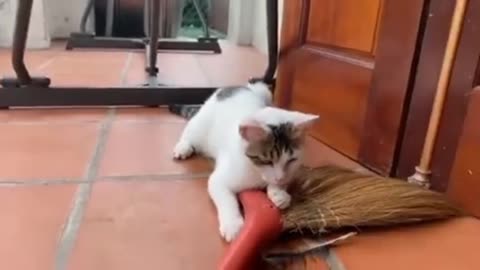 Very beautiful cat is very funny video nice to hear