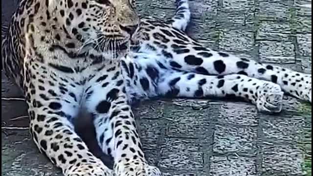 Did the leopard just wake up from a nap?