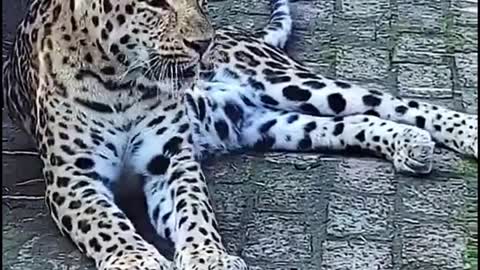 Did the leopard just wake up from a nap?