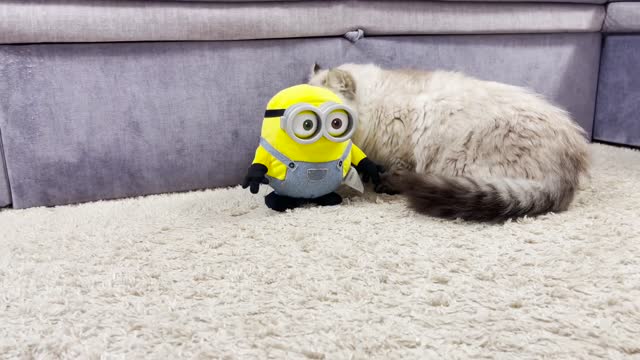 Fluffy Cat Vs Minion Bob - Funny cat fighting with Minion Bob