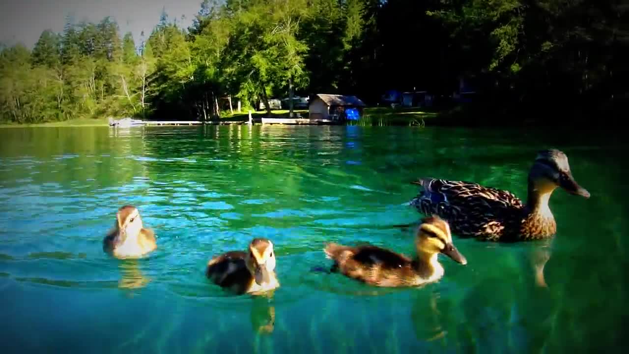 Funny Duck Swiming ❦