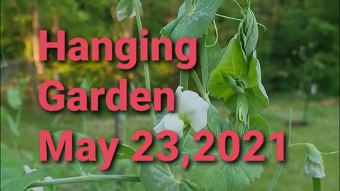 HANGING GARDEN MAY 23,2021