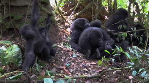 Young Gorillas Play with their Family in the Rainforest