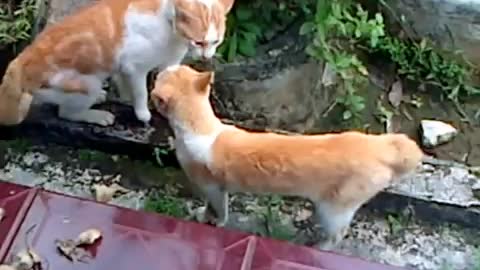 Cat fight to get beauty Cat