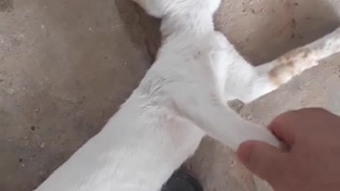 Cat sleeping in funny style