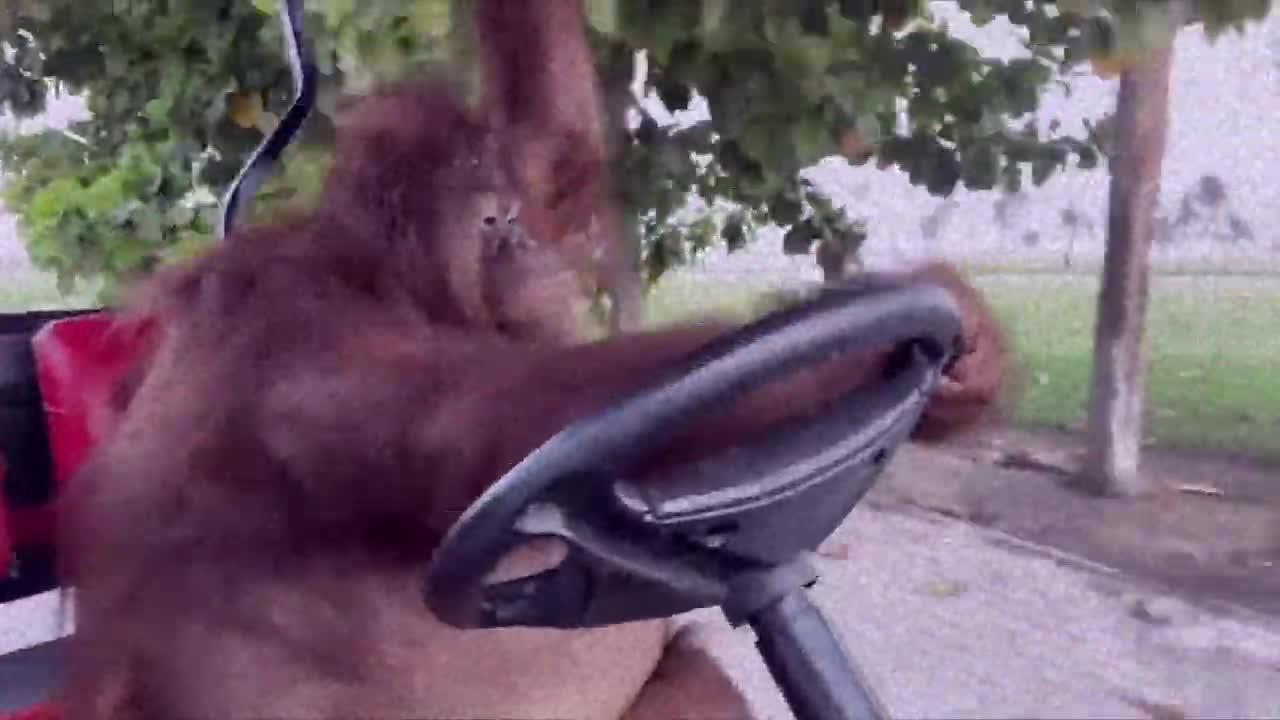 Orangutan driving a golf cart