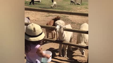 Imagine If There Was NO GLASS! Funny Babies At The Zoo | LIFE FUNNY PETS