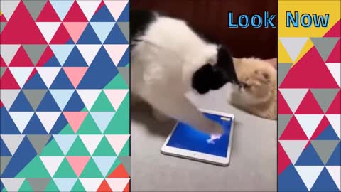 Cats and their tablet, fish game