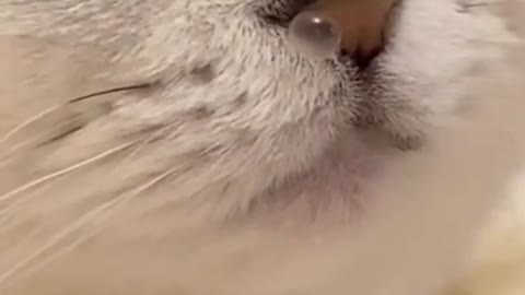 cat funny video