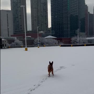 Gracie and the Freedom Tower