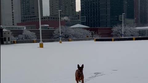 Gracie and the Freedom Tower