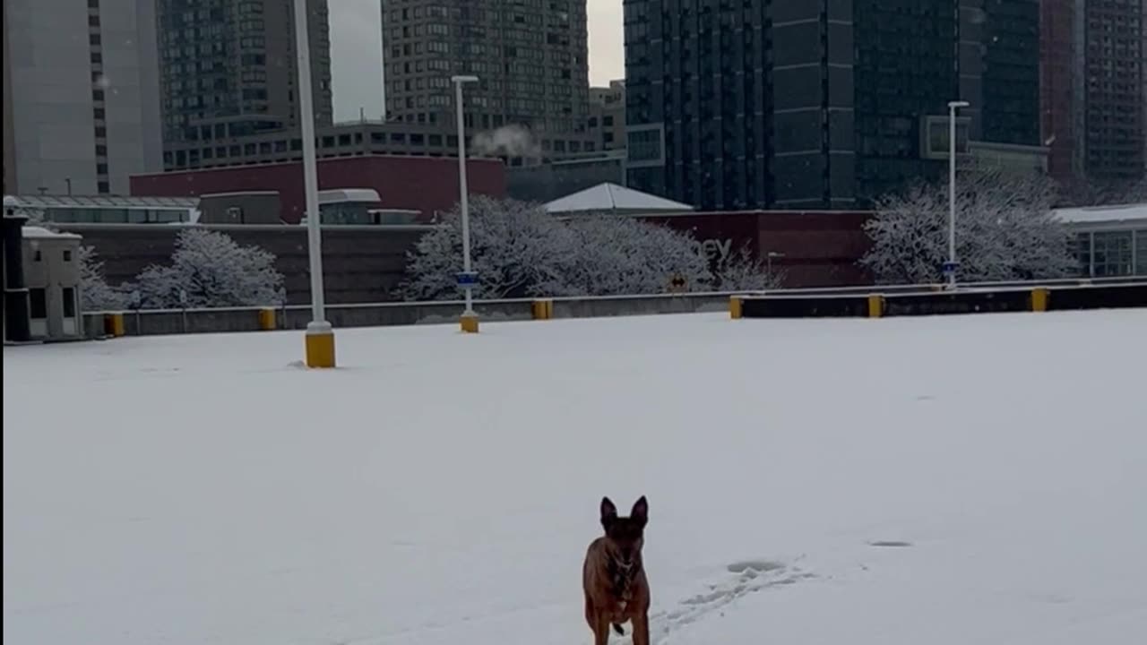 Gracie and the Freedom Tower