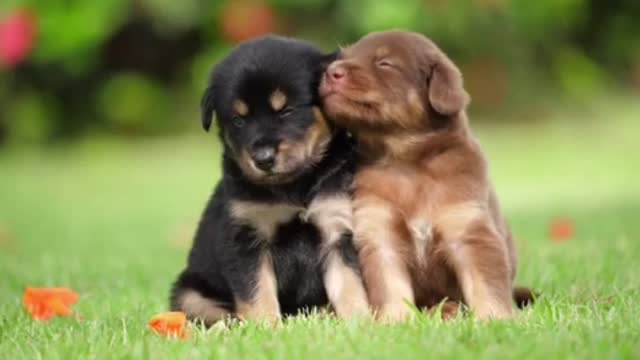 Two cute puppies playing in the green park