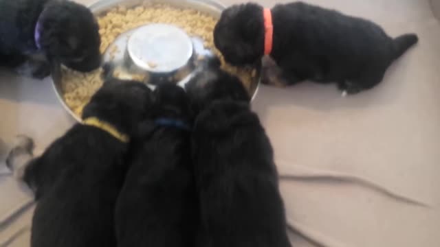 German Shepherd Puppies First Meal - 20 Days Old.