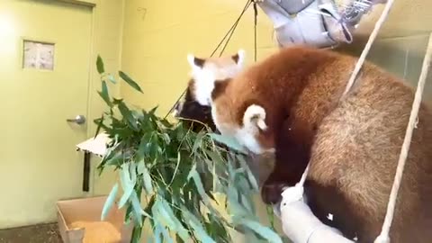 Bringing the Zoo to YOU : Red panda CREW