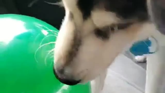 Husky with balloons to play with