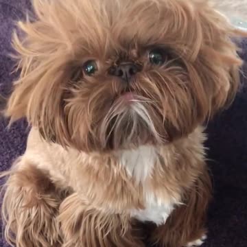 ¡Este cachorro tiene el peinado más gracioso del mundo!