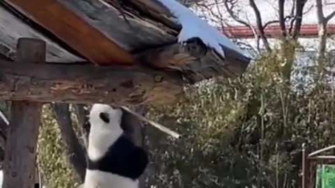 This panda does tricks with sticks